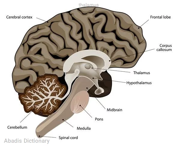 thalamus