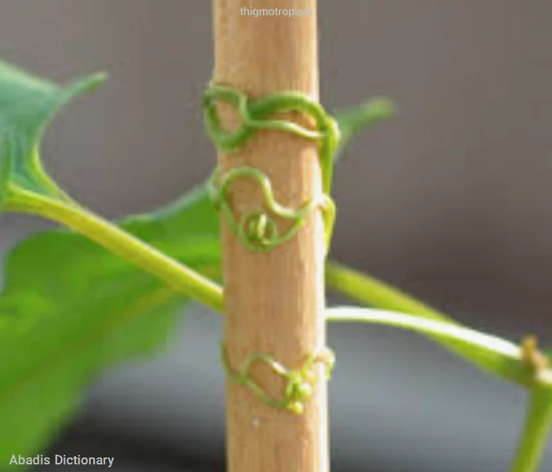 thigmotropism