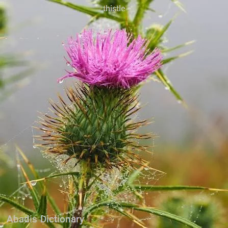 thistle