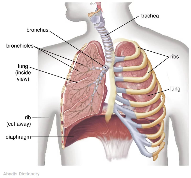 thorax