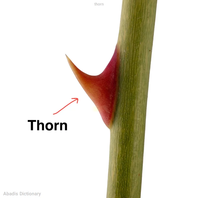 thorn