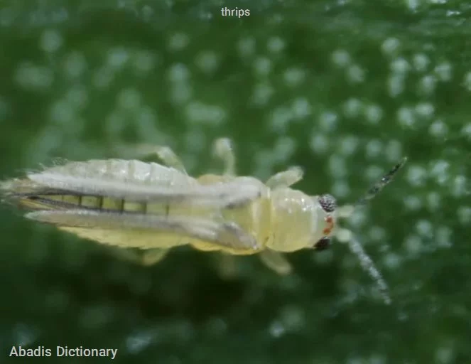 thrips