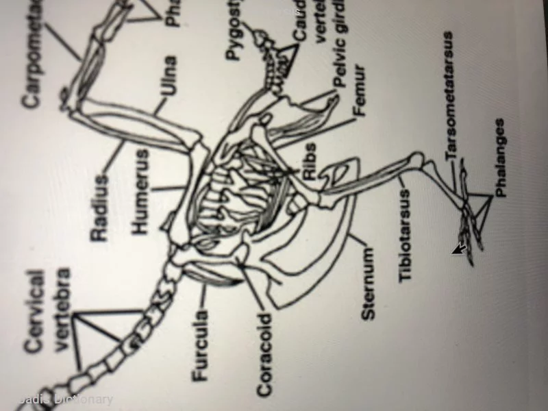 tibiotarsus