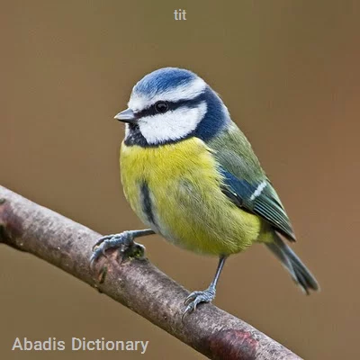 tit