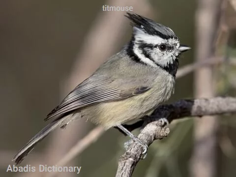 titmouse