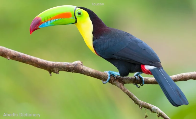 toucan