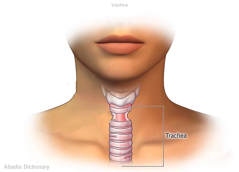 trachea