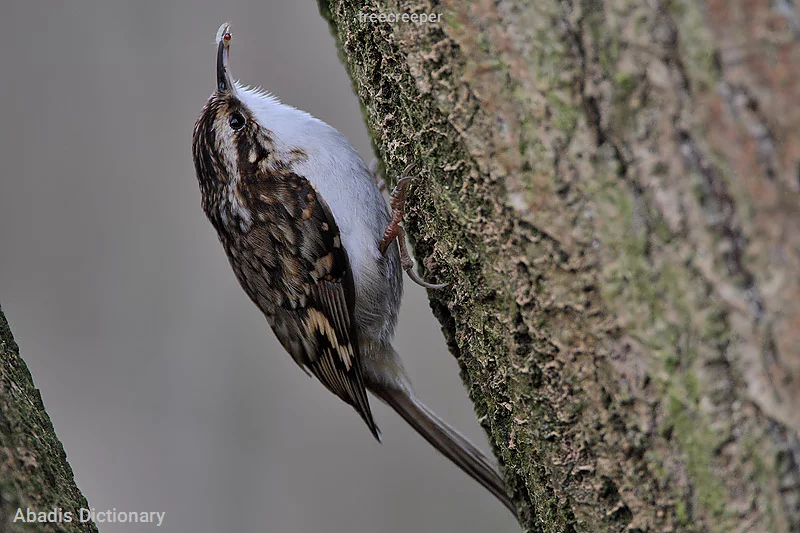 treecreeper