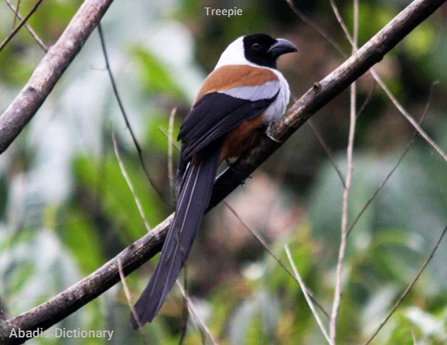 treepie