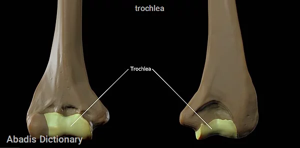 trochlea