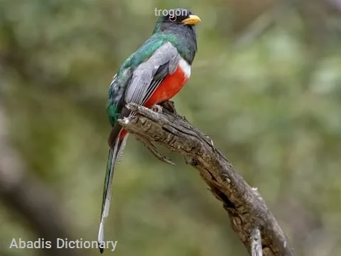 trogon