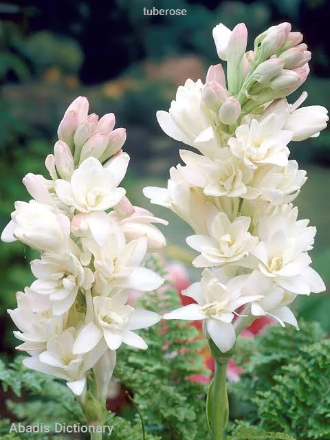 tuberose