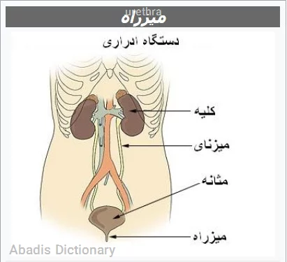 urethra