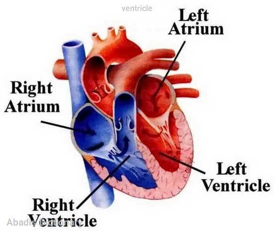 ventricle