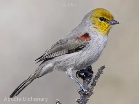 verdin