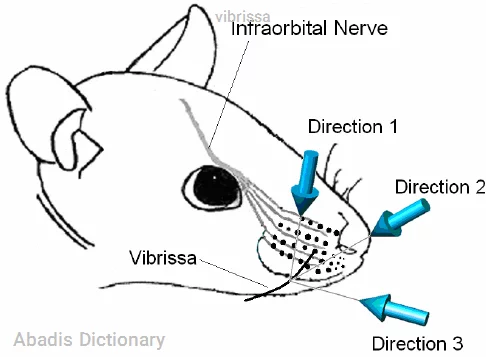 vibrissa