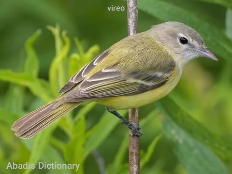 vireo