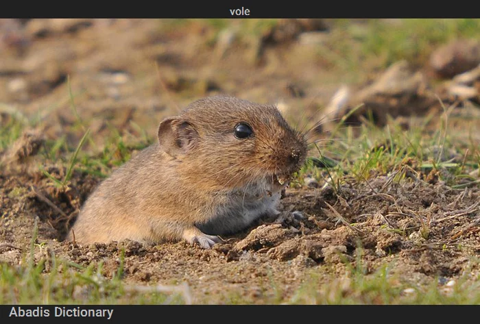 vole