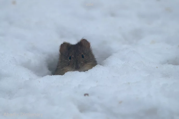 vole