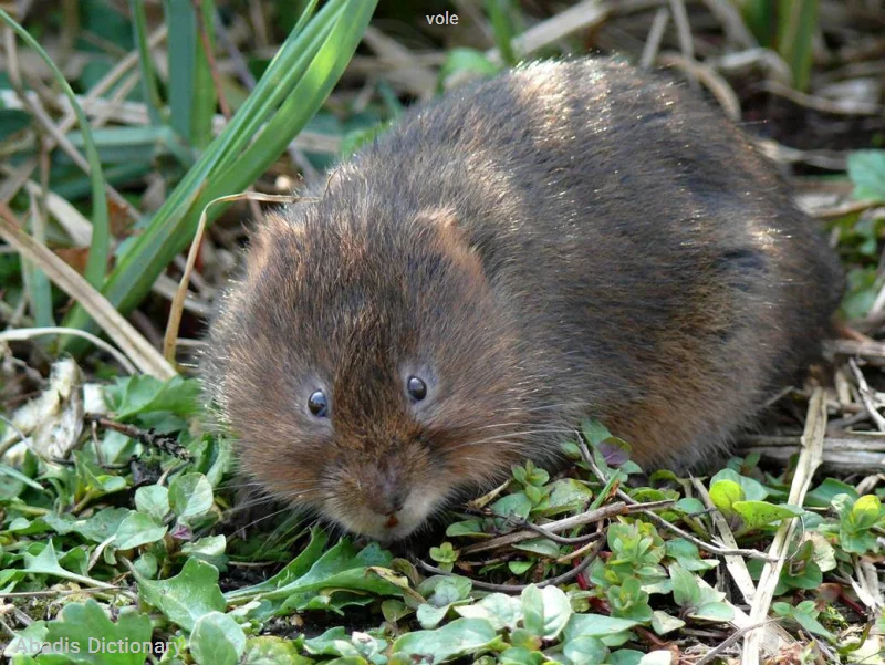 vole