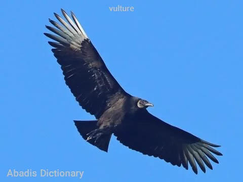 vulture
