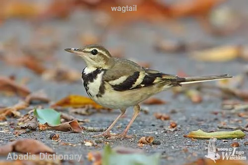 wagtail
