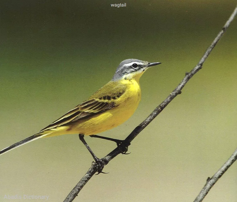 wagtail