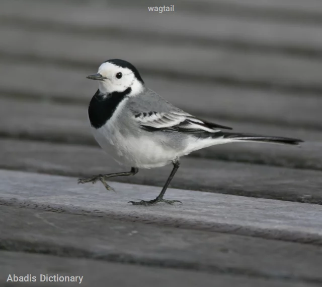 wagtail
