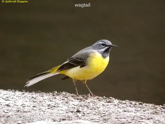 wagtail