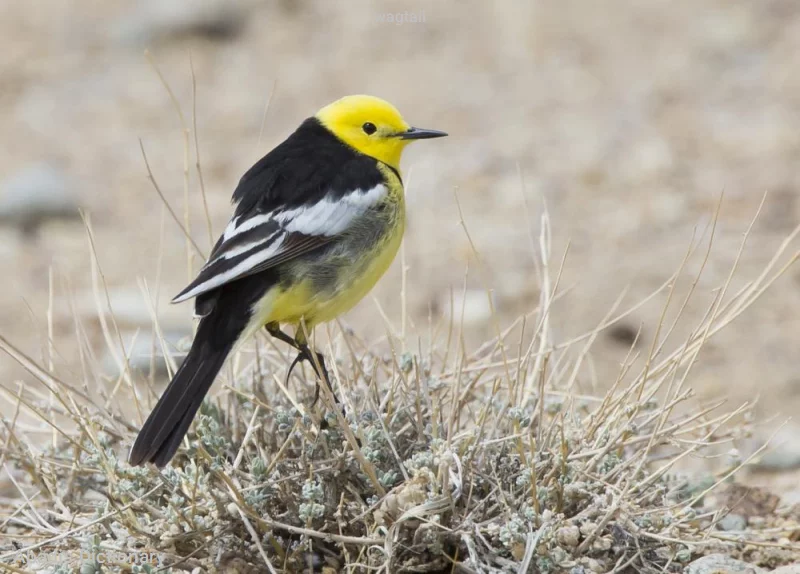 wagtail