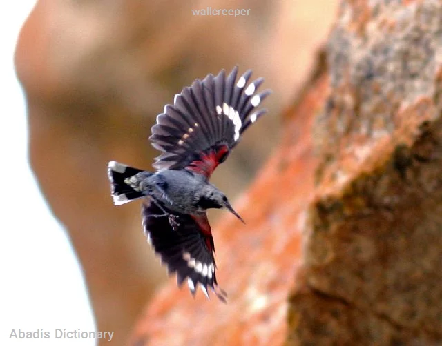 wallcreeper