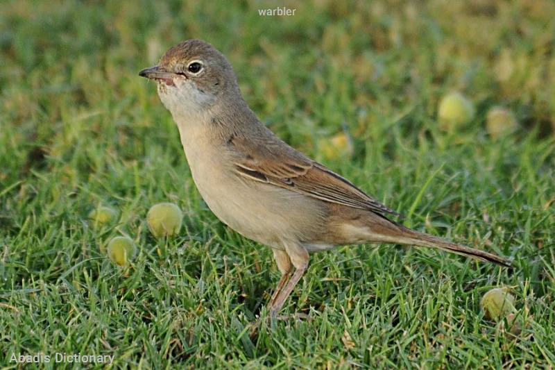 warbler