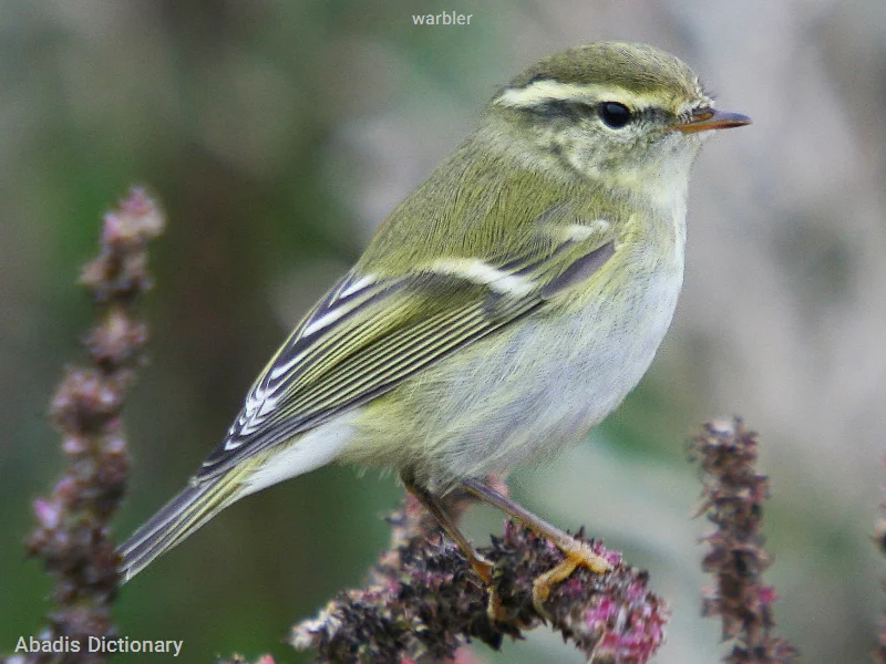 warbler