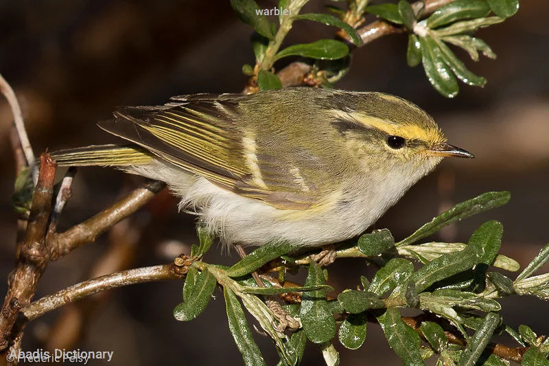warbler