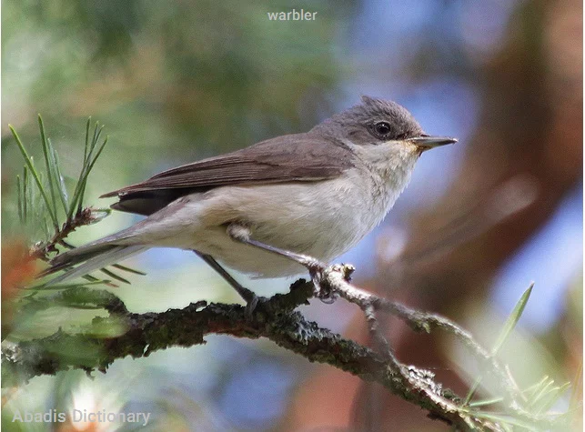 warbler