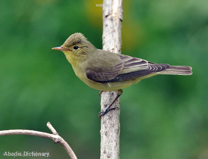 warbler