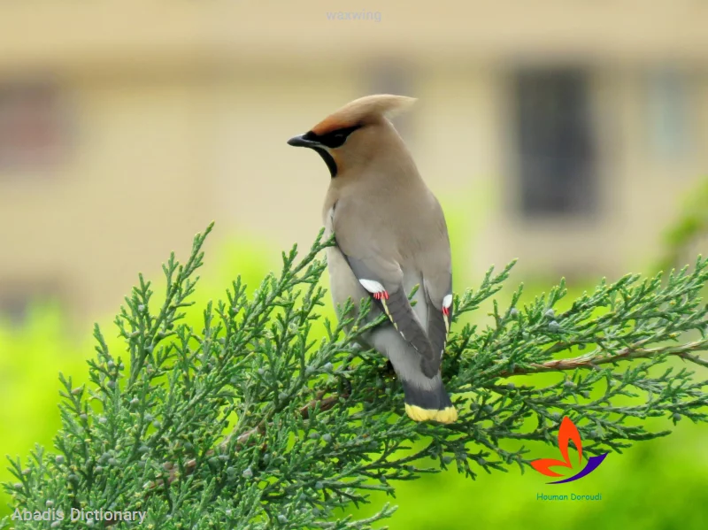 waxwing