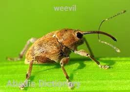 weevil