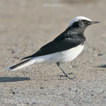 wheatear
