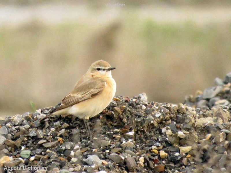 wheatear