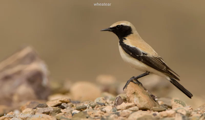 wheatear