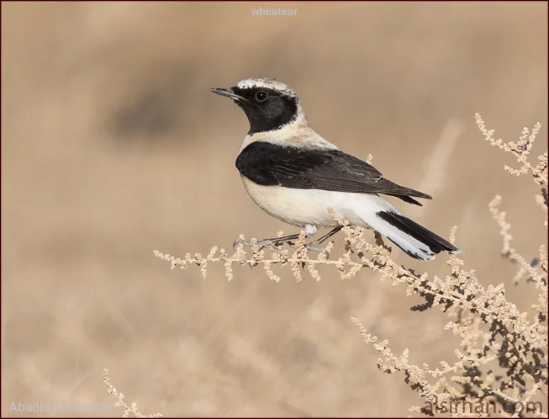 wheatear