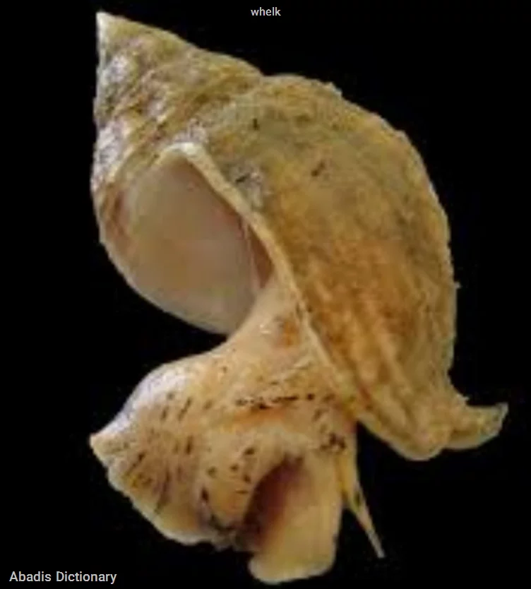 whelk