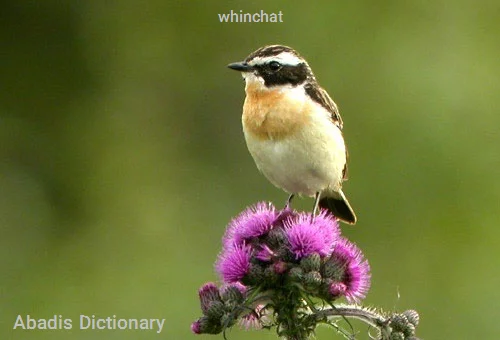 whinchat
