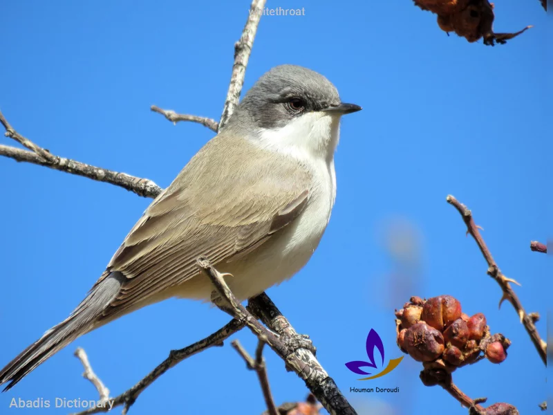 whitethroat