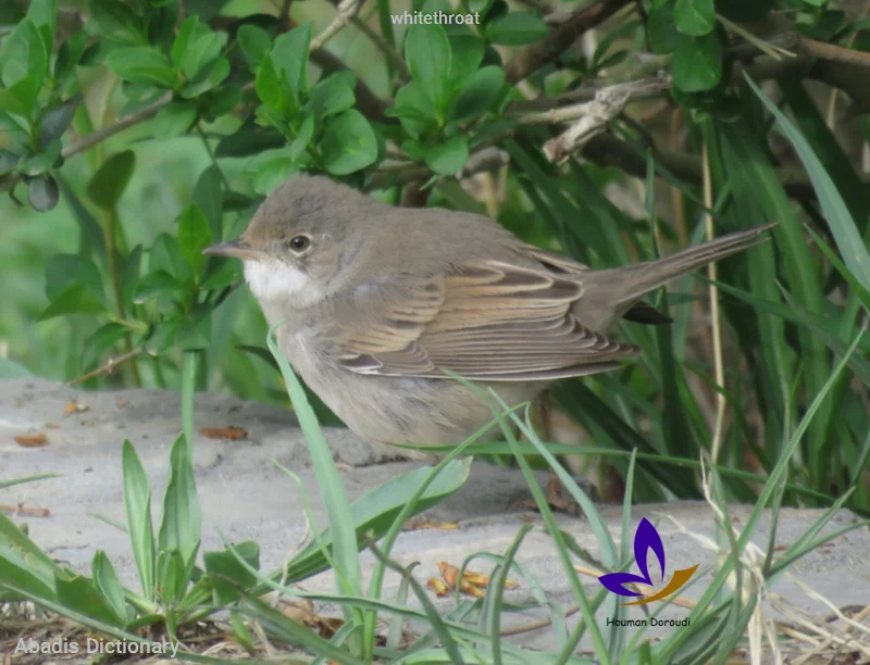 whitethroat