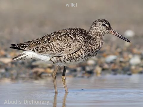willet