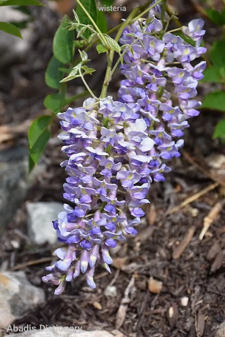 wisteria
