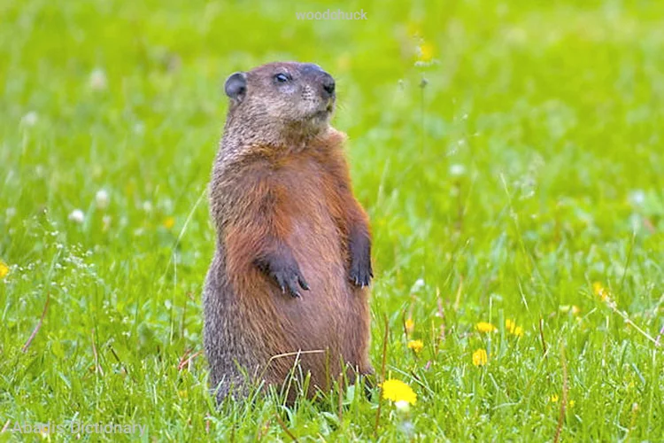 woodchuck