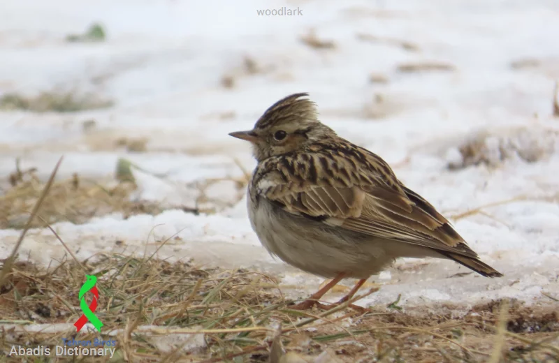 woodlark